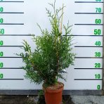 Tuja západná (Thuja occidentalis) ´BRABANT´ - výška 50-60 cm, kont. C2L